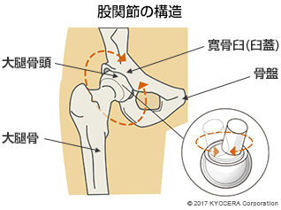 股関節の構造