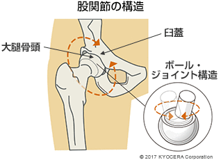 股関節の構造