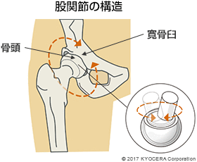 股関節の構造