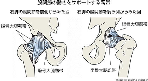 股関節の動きをサポートする靱帯