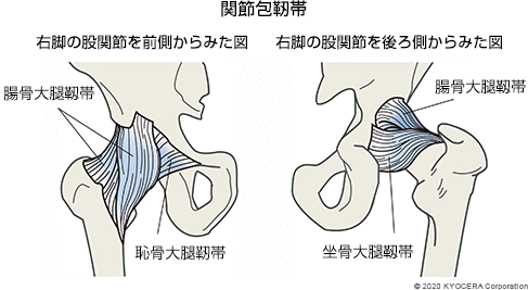 関節包靭帯