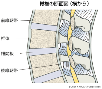 脊椎の断面図（横から）