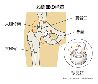 股関節の構造