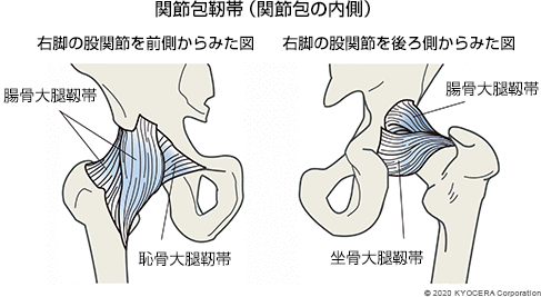 関節包靭帯（関節包の内側）