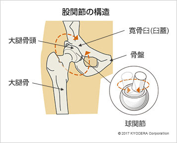 股関節の構造