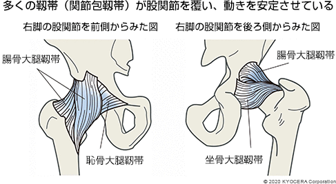 多くの靱帯（関節包靱帯）が股関節を覆い、動きを安定させている