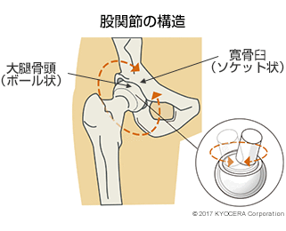 股関節の構造