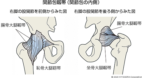 関節包靱帯（関節包の内側）