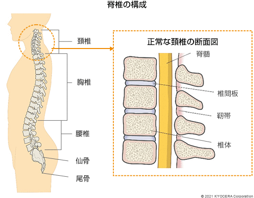 脊椎の構成