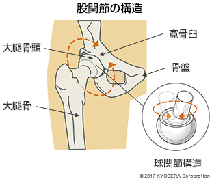 股関節の構造