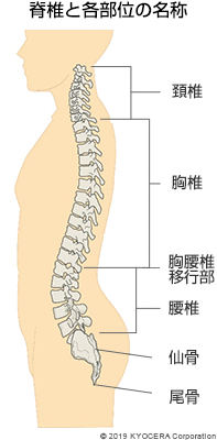 脊椎と各部位の名称