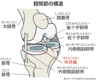 膝関節の構造