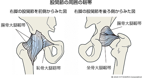 股関節の周囲の靭帯