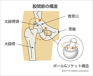 股関節の構造