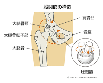 股関節の構造