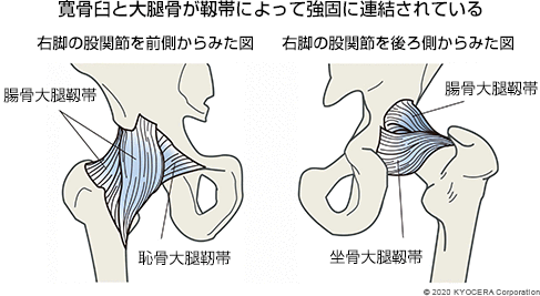 寛骨臼と大腿骨が靱帯によって強固に連結されている