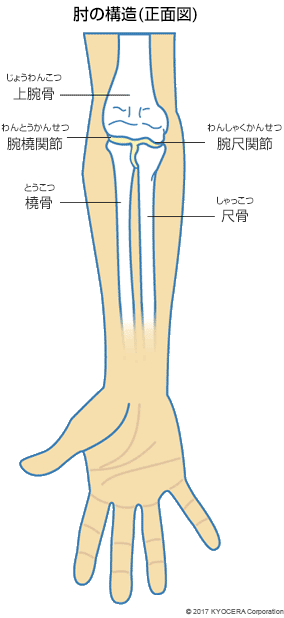 肘の構造(正面図)