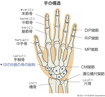 手の構造
