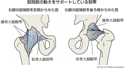 股関節の動きをサポートしている靭帯