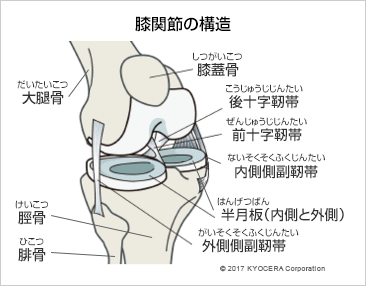 膝関節の構造