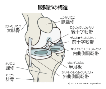 膝関節の構造