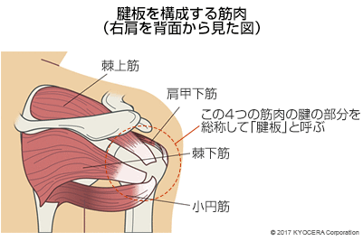 腱板を構成する筋肉（右肩を背面から見た図）