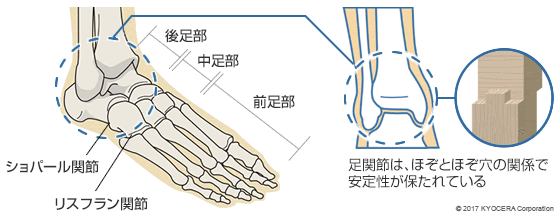 足部と足関節