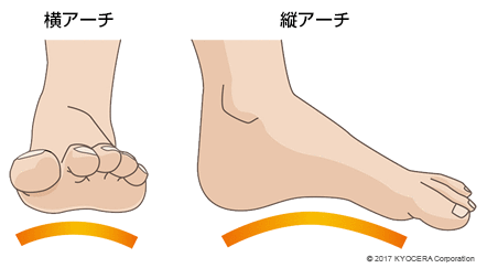 横アーチの足と縦アーチの足