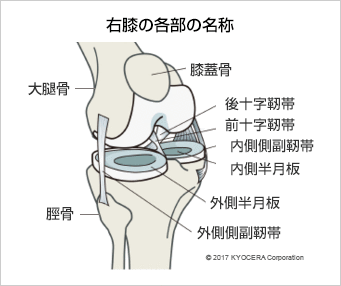 右膝の各部の名称