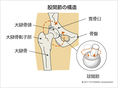 股関節の構造