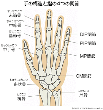 手の構造と指の4つの関節