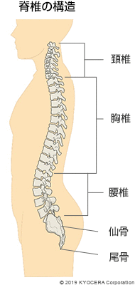 脊椎の構造