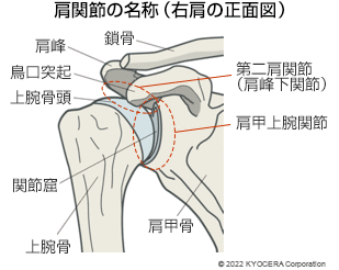 関節炎や関節痛に対するCBDオイルの使用方法