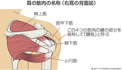 肩の筋肉の名称（右肩の背面図）