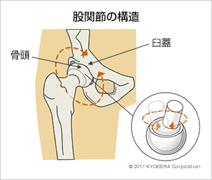 股関節の構造