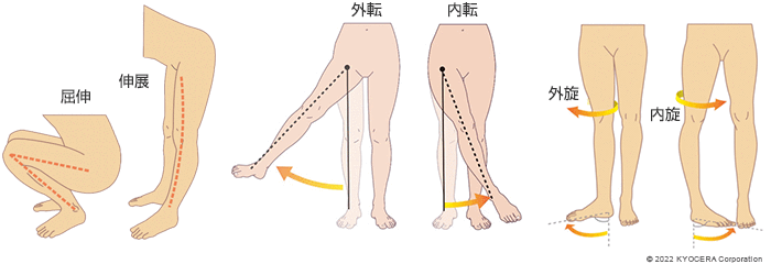 股関節の屈曲・伸展、外転・内転、外旋・内旋の動き