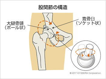 股関節の構造