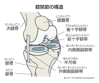 膝関節の構造