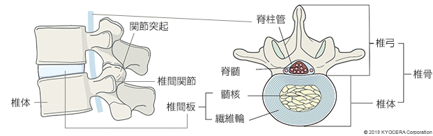 脊椎の構造