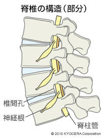 脊椎の構造（部分）