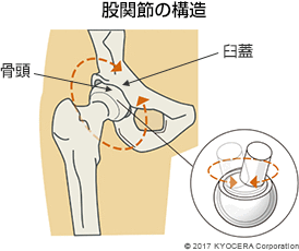 股関節の構造