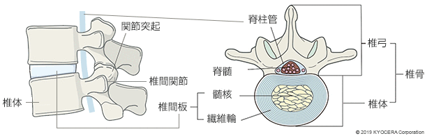 脊椎の構造