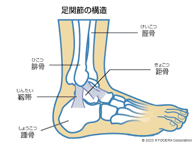 足関節の構造