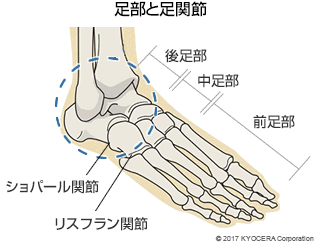 足部と足関節