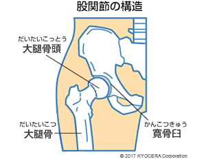 股関節の構造