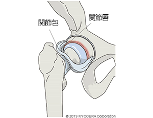 関節包と関節唇