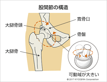 股関節の構造