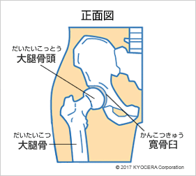 股関節の構造