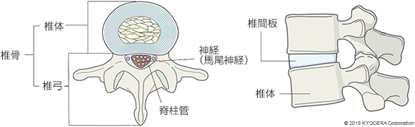 脊椎の構造