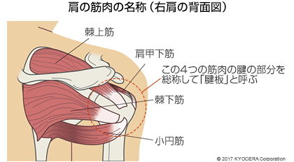 肩の筋肉の名称（右肩の背面図）